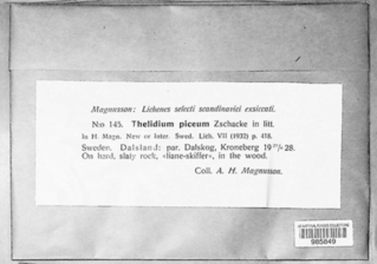 Thelidium image